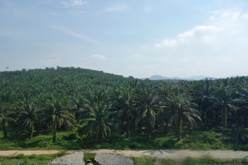 Passing through palm plantations